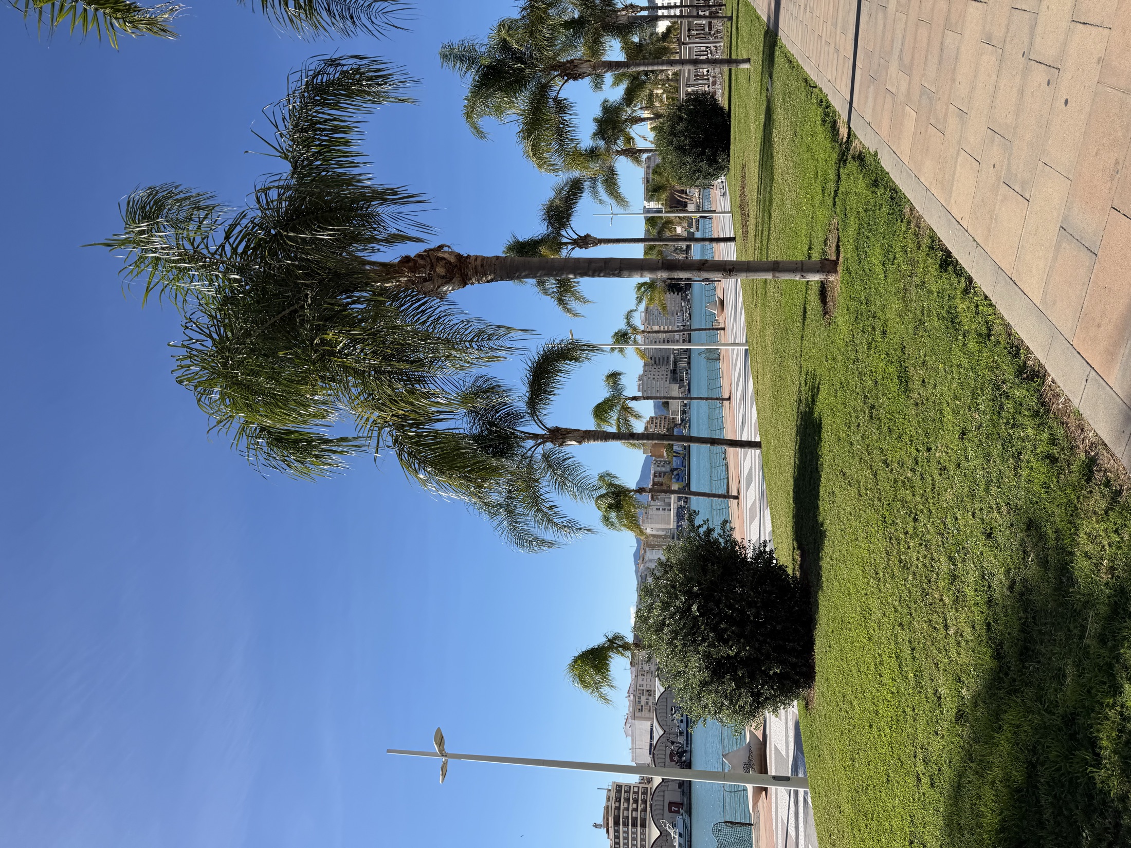 Promenada z palmami